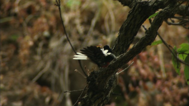 Paruline à ailes blanches - ML464990
