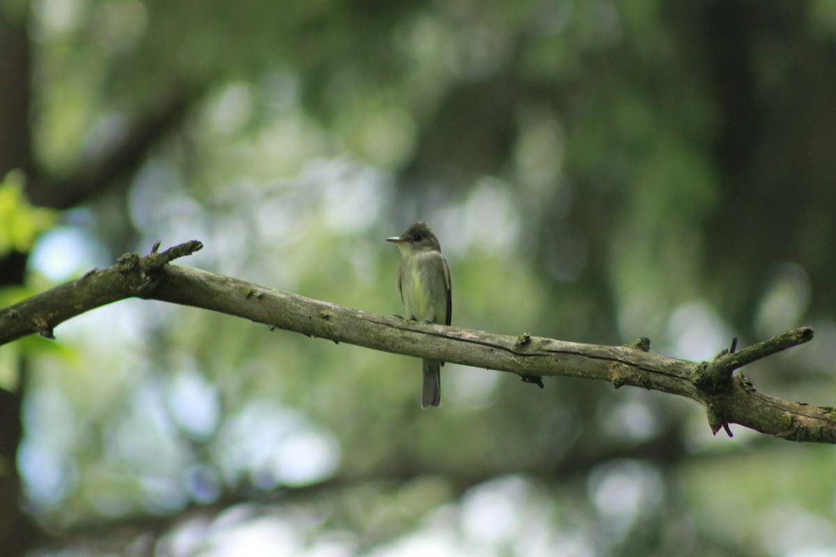Eastern Wood-Pewee - Curtis Combdon