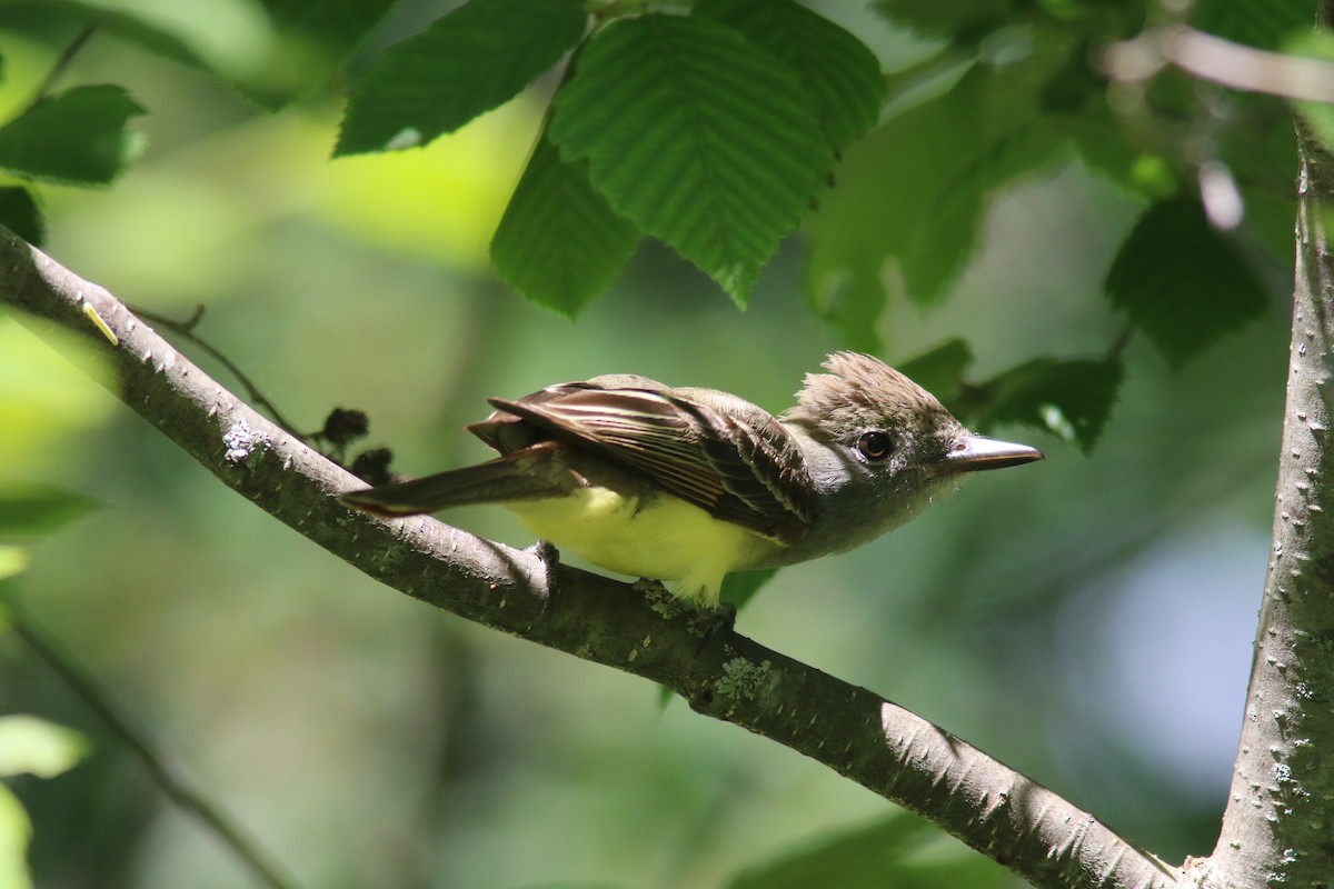 Great Crested Flycatcher - ML464996961