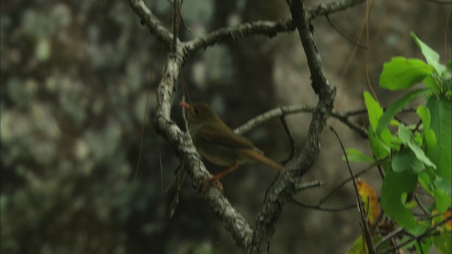 Orange-billed Nightingale-Thrush (Brown-headed) - ML464998