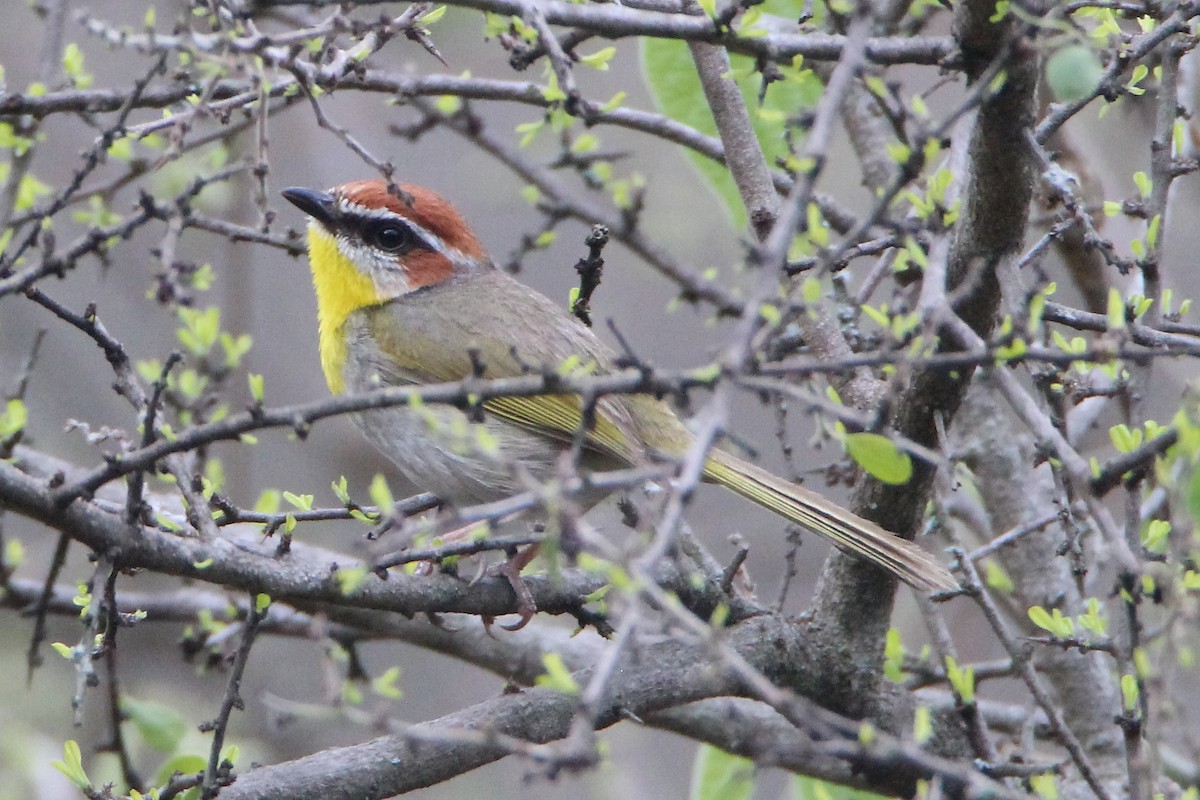 Rufous-capped Warbler - ML464998531