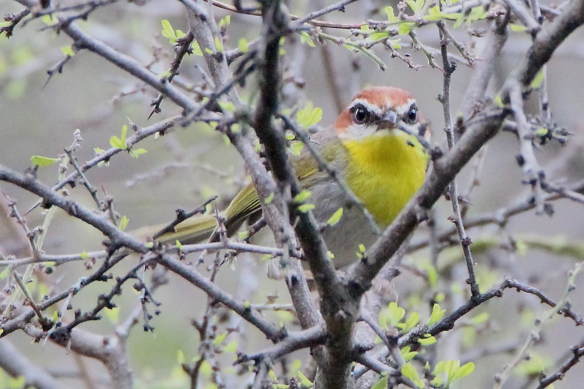 Rufous-capped Warbler - ML464998571