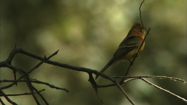 Tufted Flycatcher (Mexican) - ML465001
