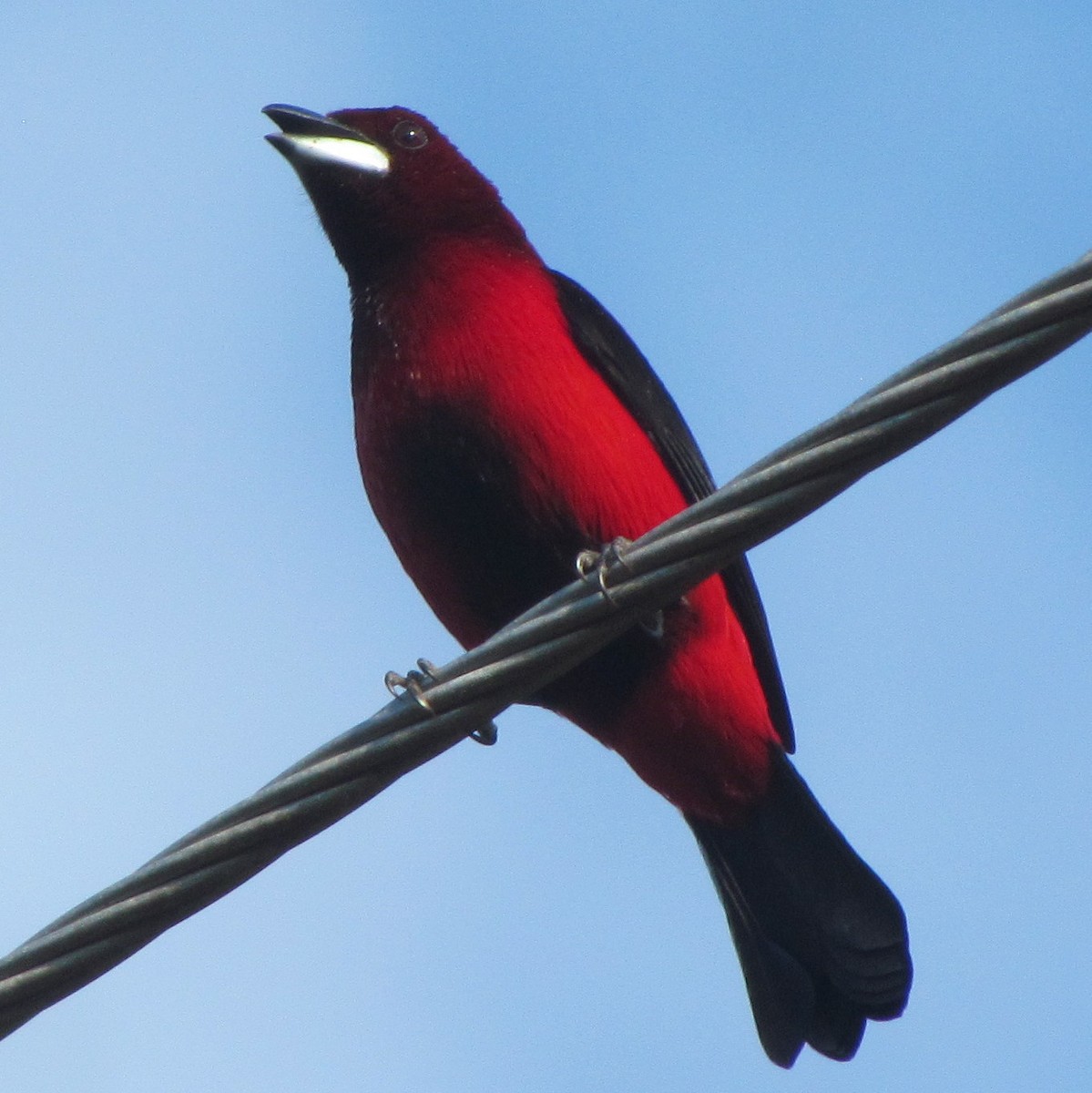 Crimson-backed Tanager - Lorraine Cowl