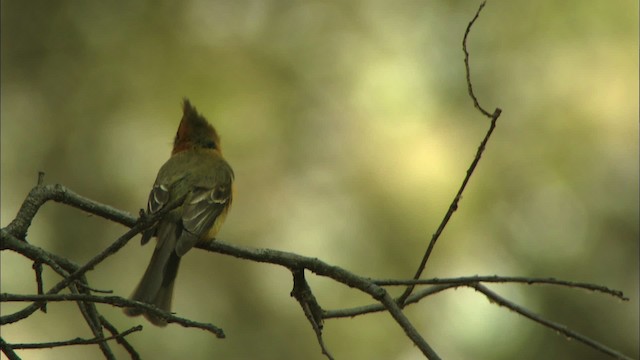 Tufted Flycatcher (Mexican) - ML465002