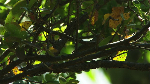 Red-headed Tanager - ML465005