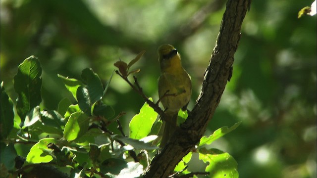 Red-headed Tanager - ML465006