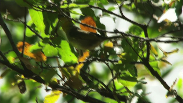 Red-headed Tanager - ML465008