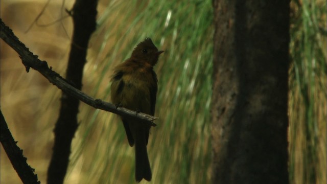 Tufted Flycatcher (Mexican) - ML465010
