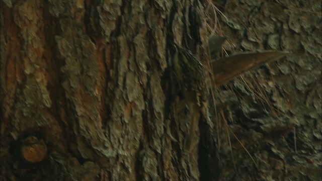 Brown Creeper (albescens/alticola) - ML465013