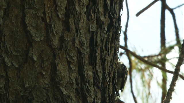 Grimpereau brun (albescens/alticola) - ML465015