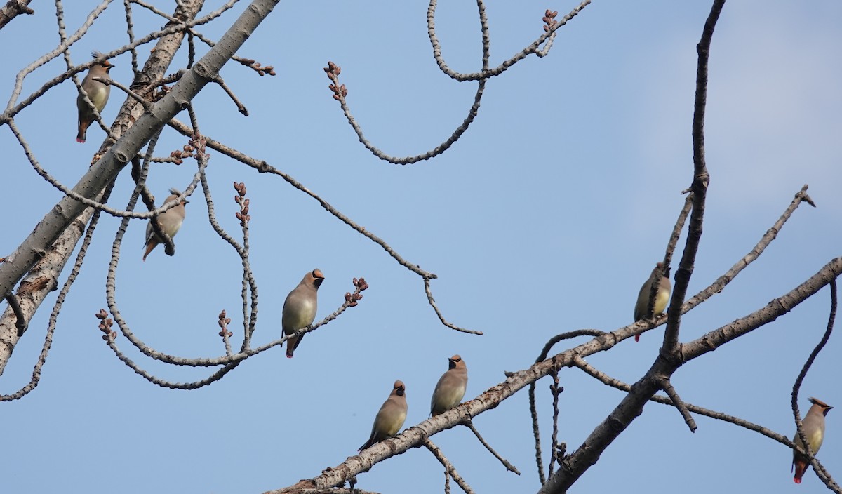 Japanese Waxwing - ML465019201
