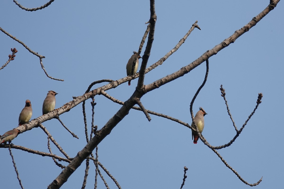 Japanese Waxwing - ML465019291