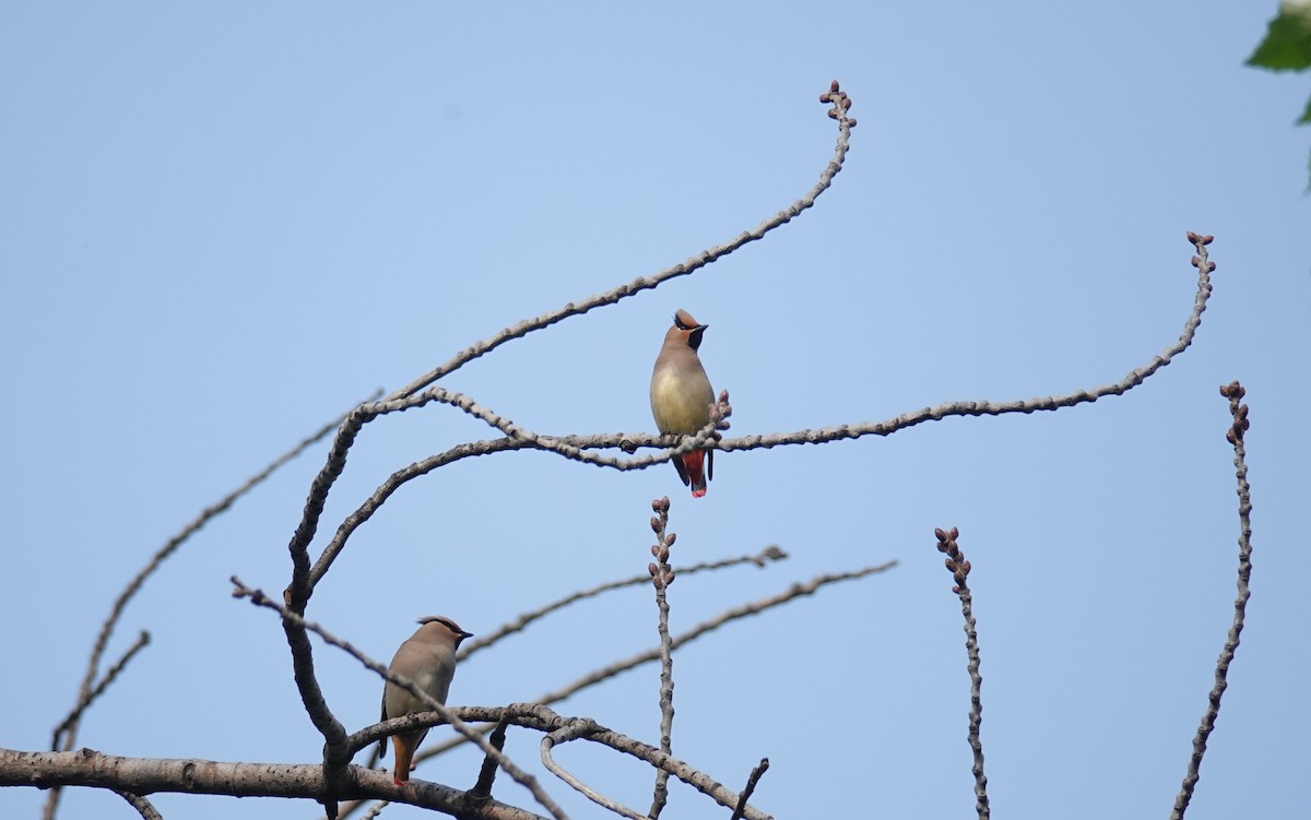 Japanese Waxwing - ML465019351