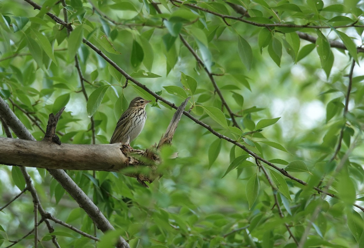 Olive-backed Pipit - ML465019371