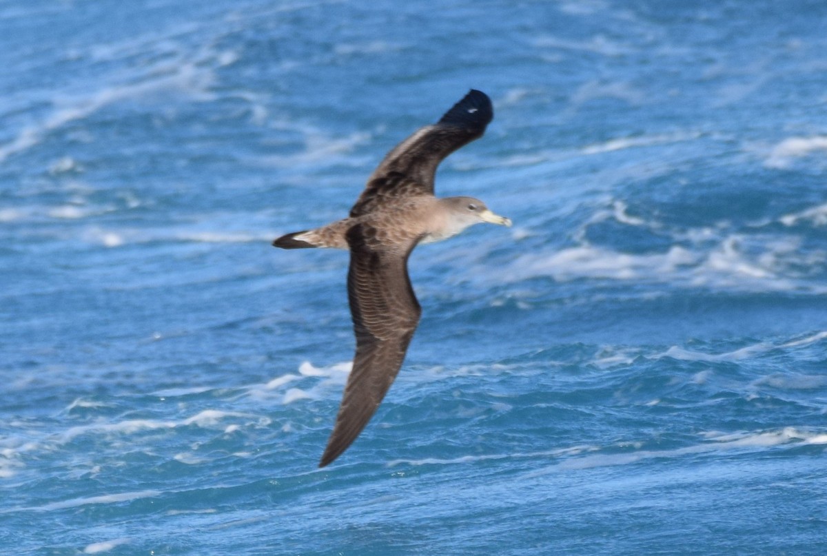 Cory's Shearwater - Dimitris Dimopoulos