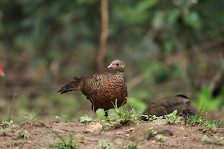 Red Spurfowl, ML465021431