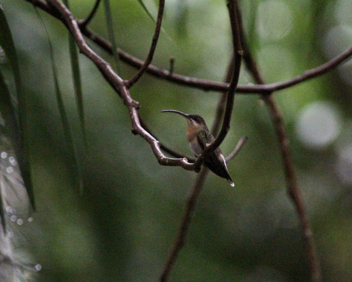 Rufous-breasted Hermit - ML465025041