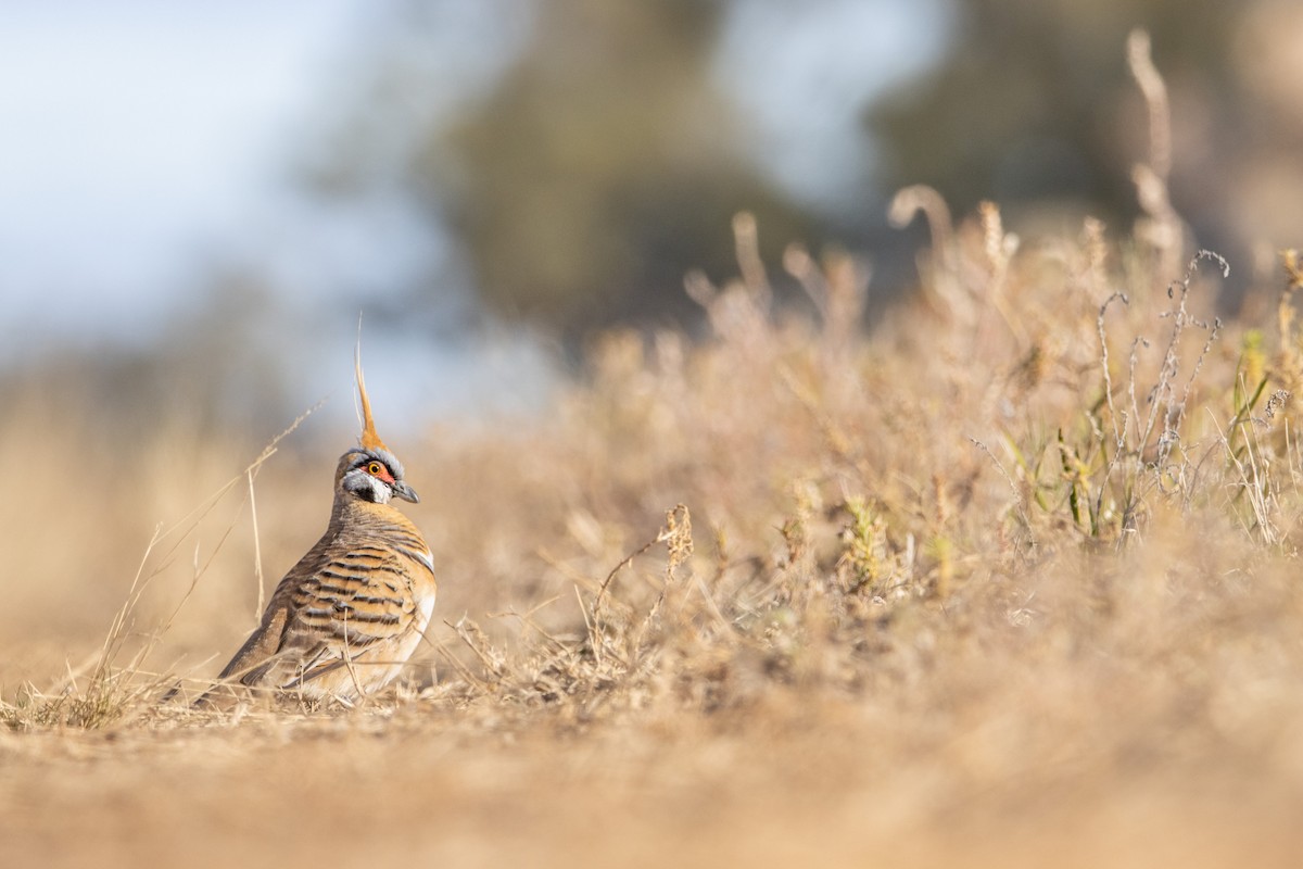 Spinifex Pigeon - ML465025671