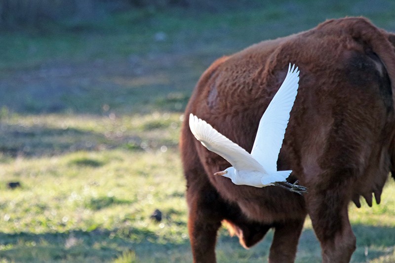Western Cattle Egret - Francisco Barroqueiro