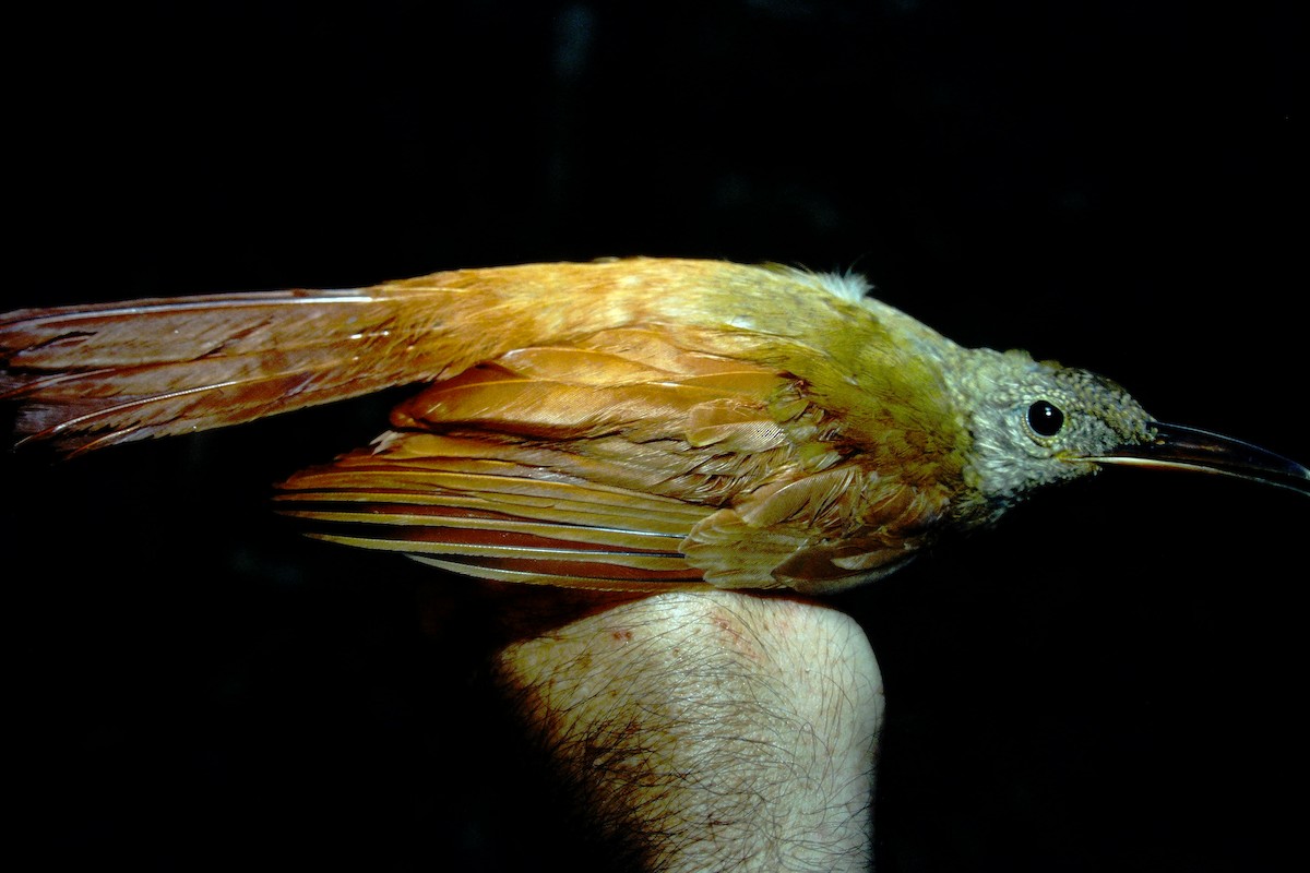 Amazonian Barred-Woodcreeper (Plain-colored) - ML465041311