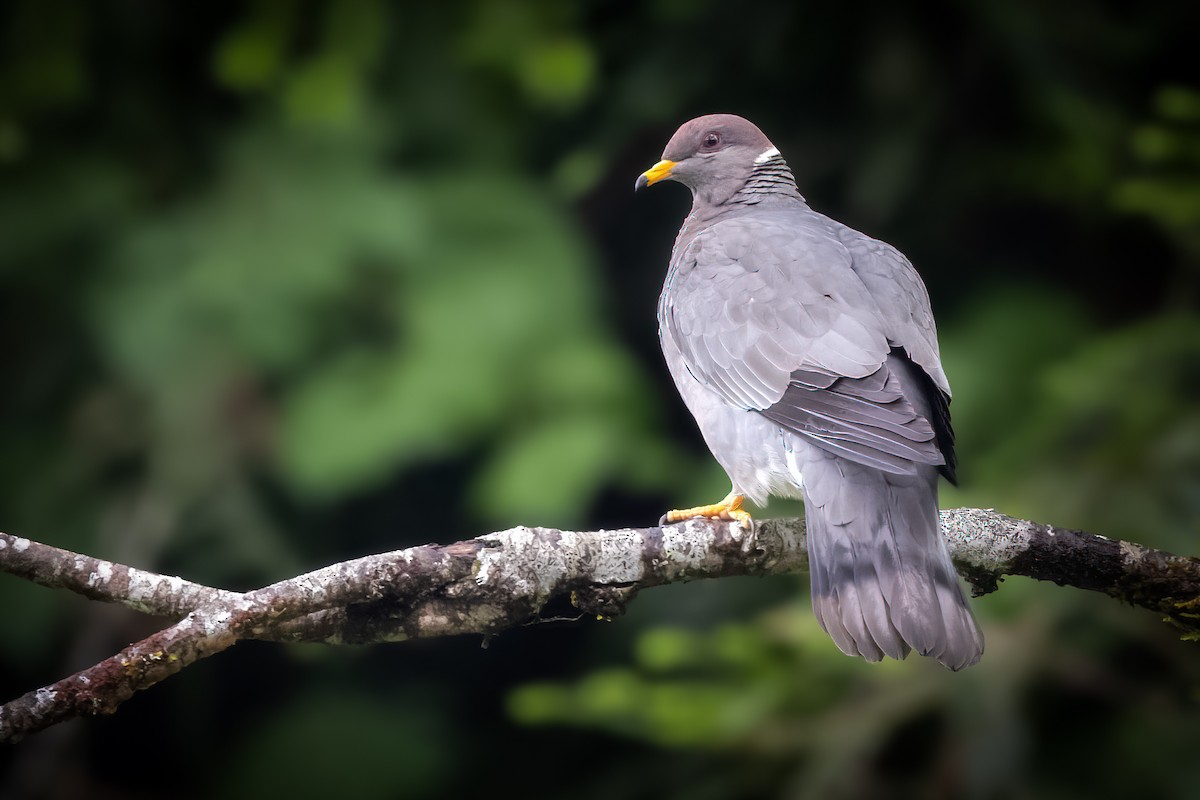 Band-tailed Pigeon - ML465042301