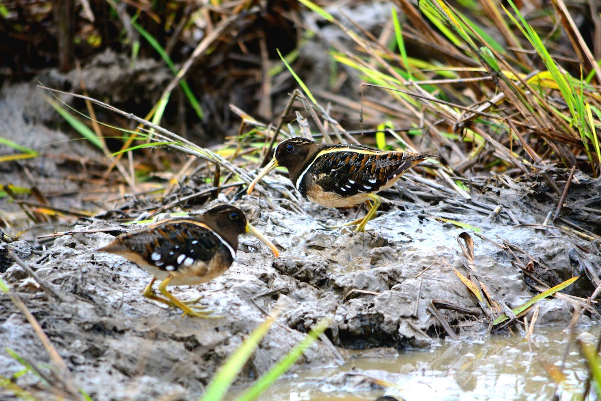 South American Painted-Snipe - ML465042821