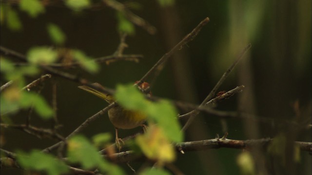 Rufous-capped Warbler (rufifrons Group) - ML465043