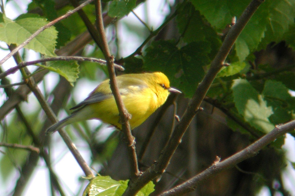 Blue-winged Warbler - William Hull