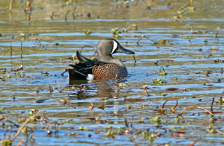 Blue-winged Teal - ML46505151