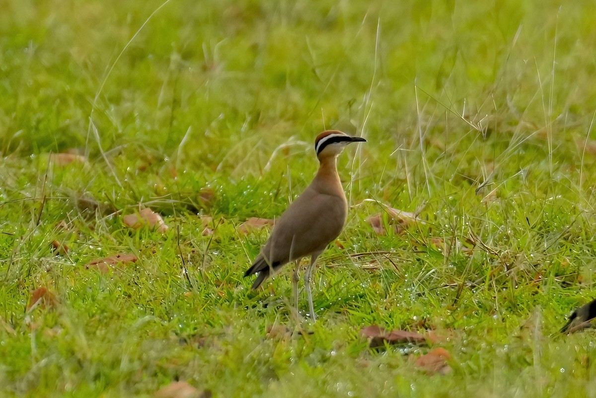 Indian Courser - ML465055341