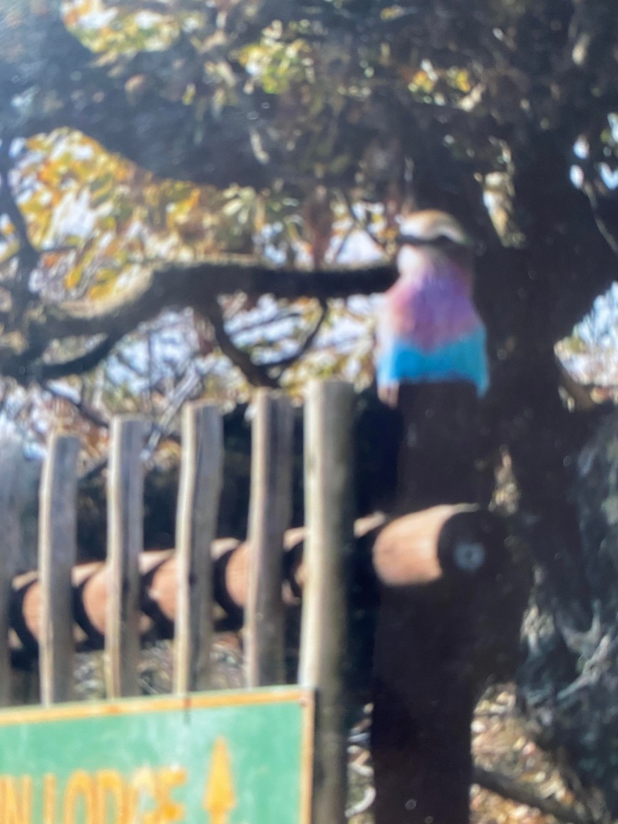Lilac-breasted Roller - ML465059611