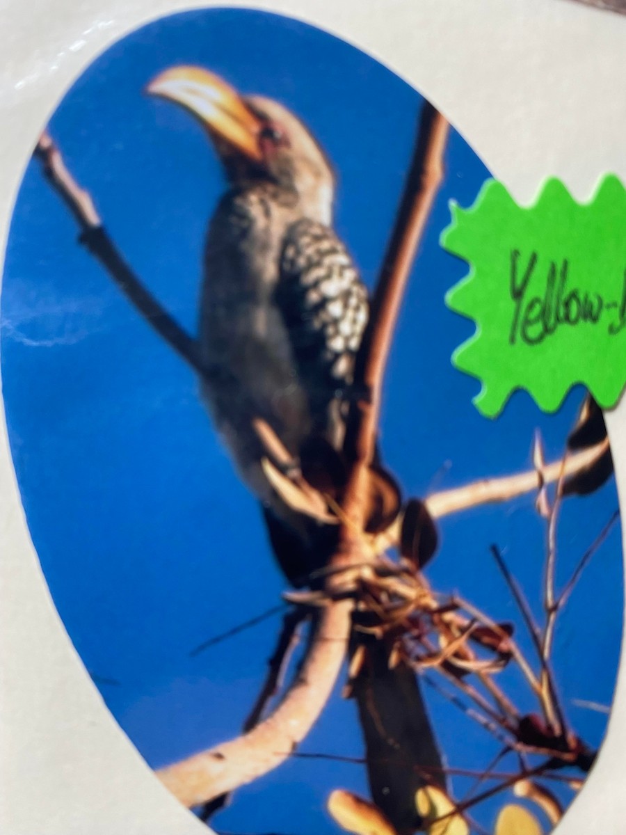 Southern Yellow-billed Hornbill - ML465059641