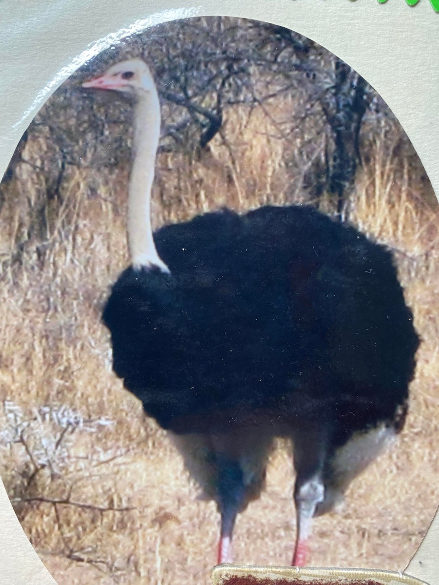 Common Ostrich - ML465060481