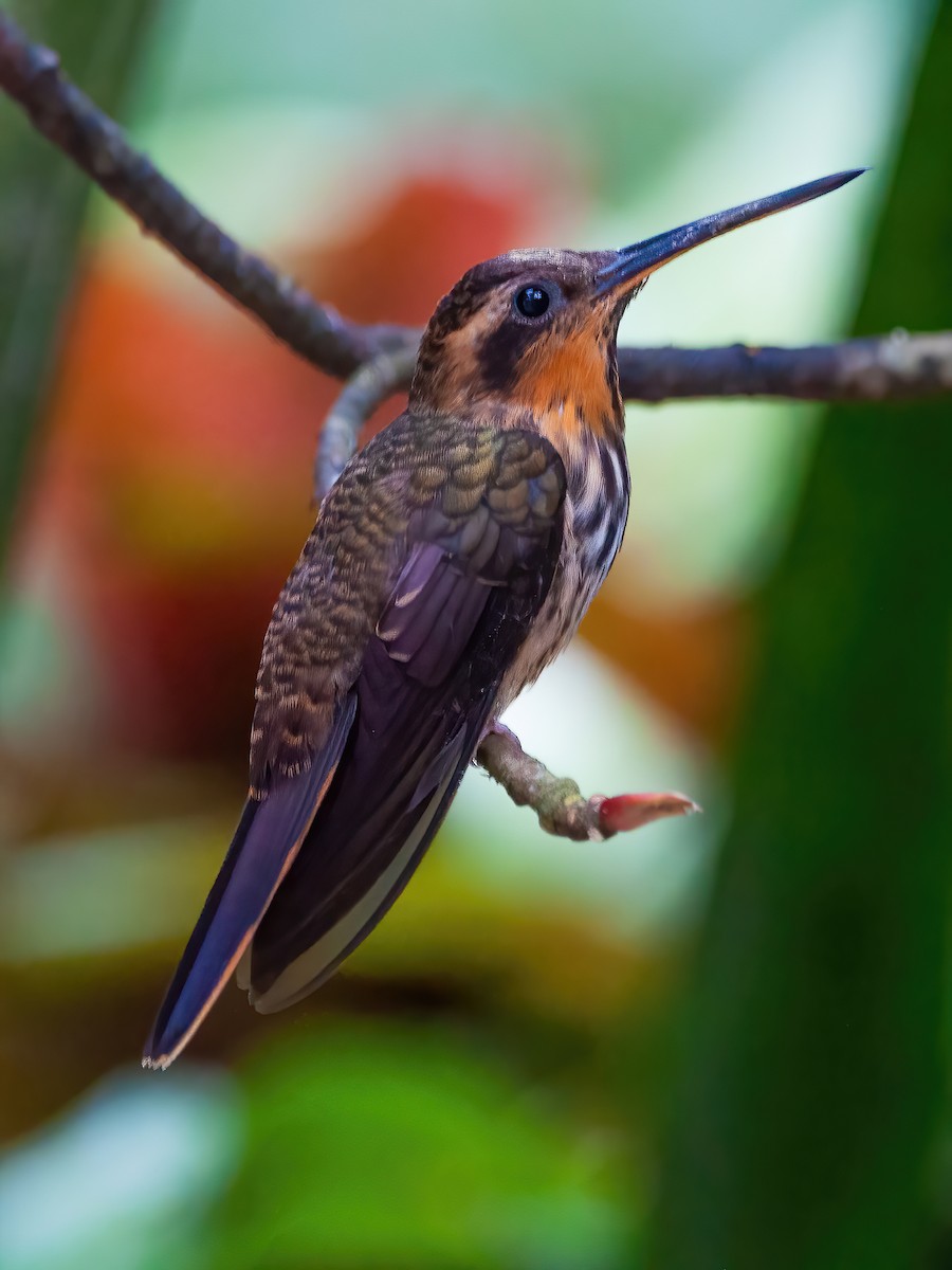 kolibřík pilozobý - ML465063361