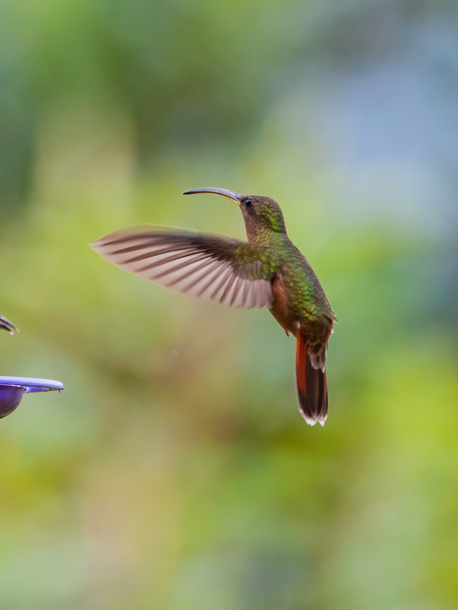 Краснохвостый колибри-отшельник - ML465064561