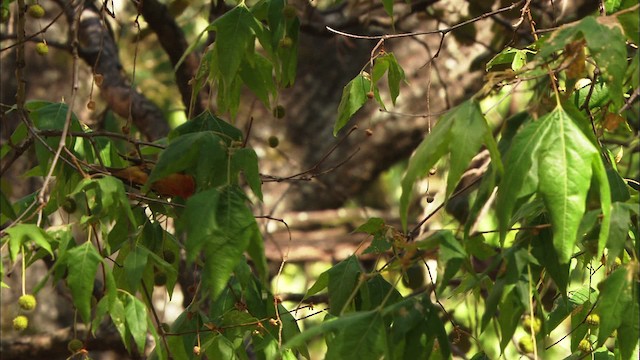 Flame-colored Tanager - ML465066
