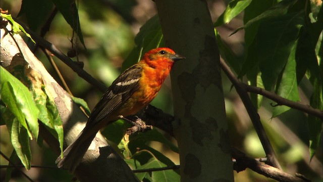 Flame-colored Tanager - ML465067