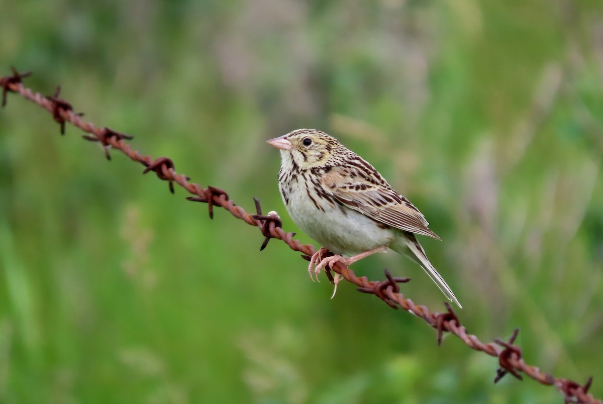 Baird's Sparrow - ML465067421
