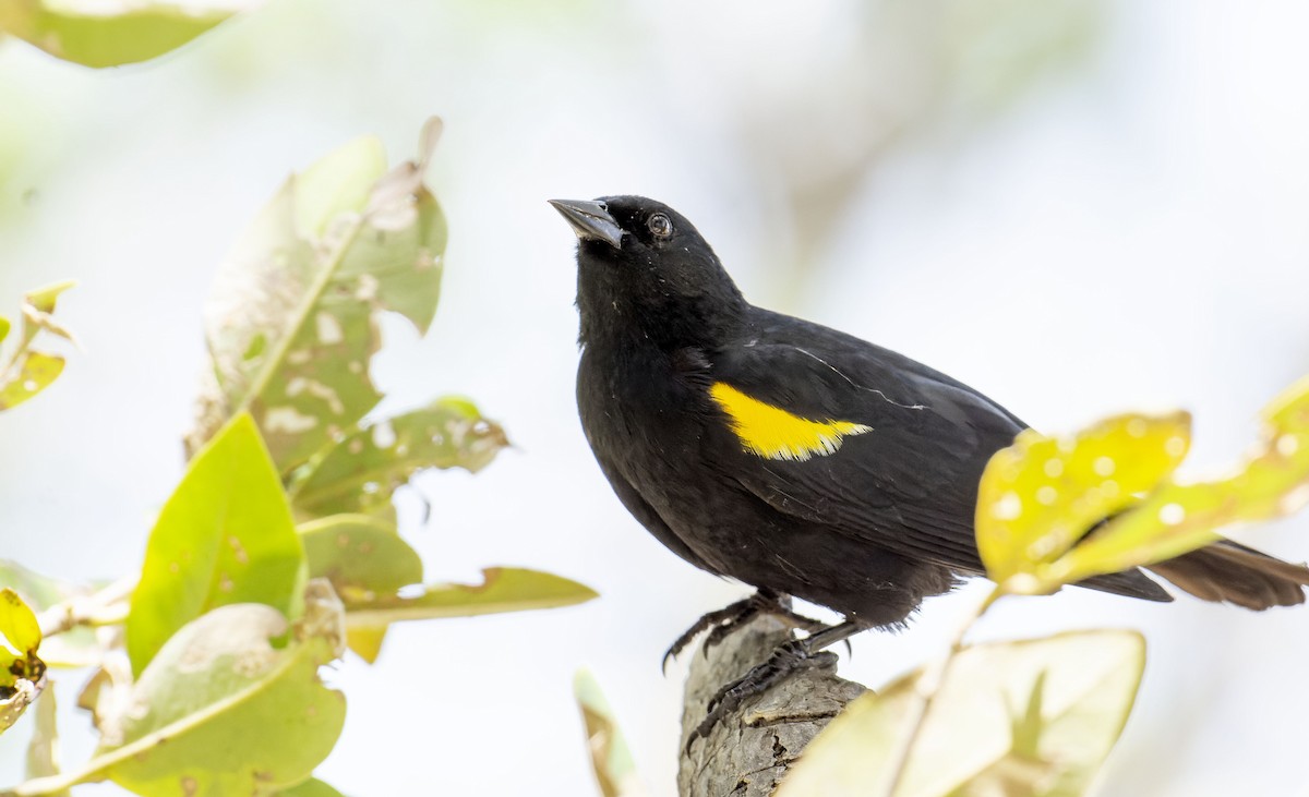 Yellow-shouldered Blackbird - ML465071621