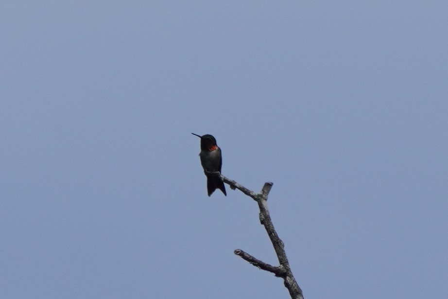 Ruby-throated Hummingbird - ML465073561