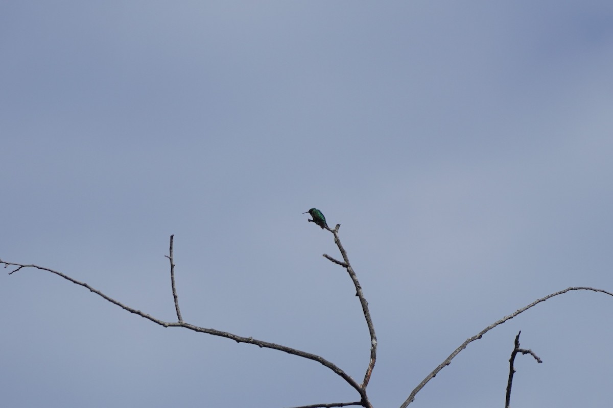 Ruby-throated Hummingbird - ML465073581