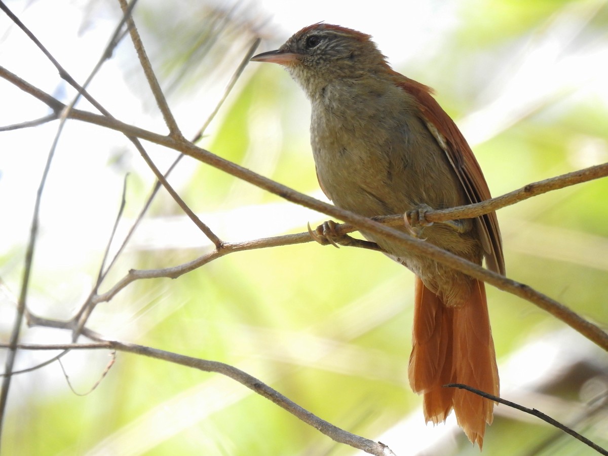 Rusty-backed Spinetail - ML465074951