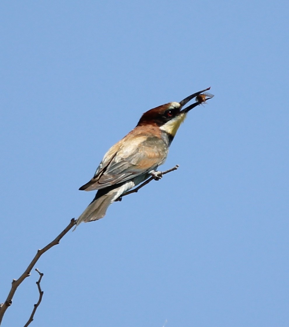 European Bee-eater - ML465075151