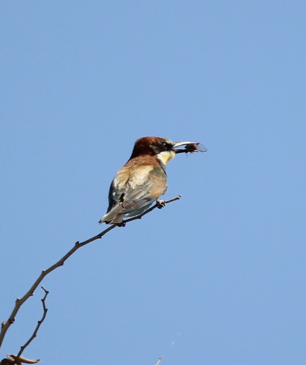European Bee-eater - ML465075161