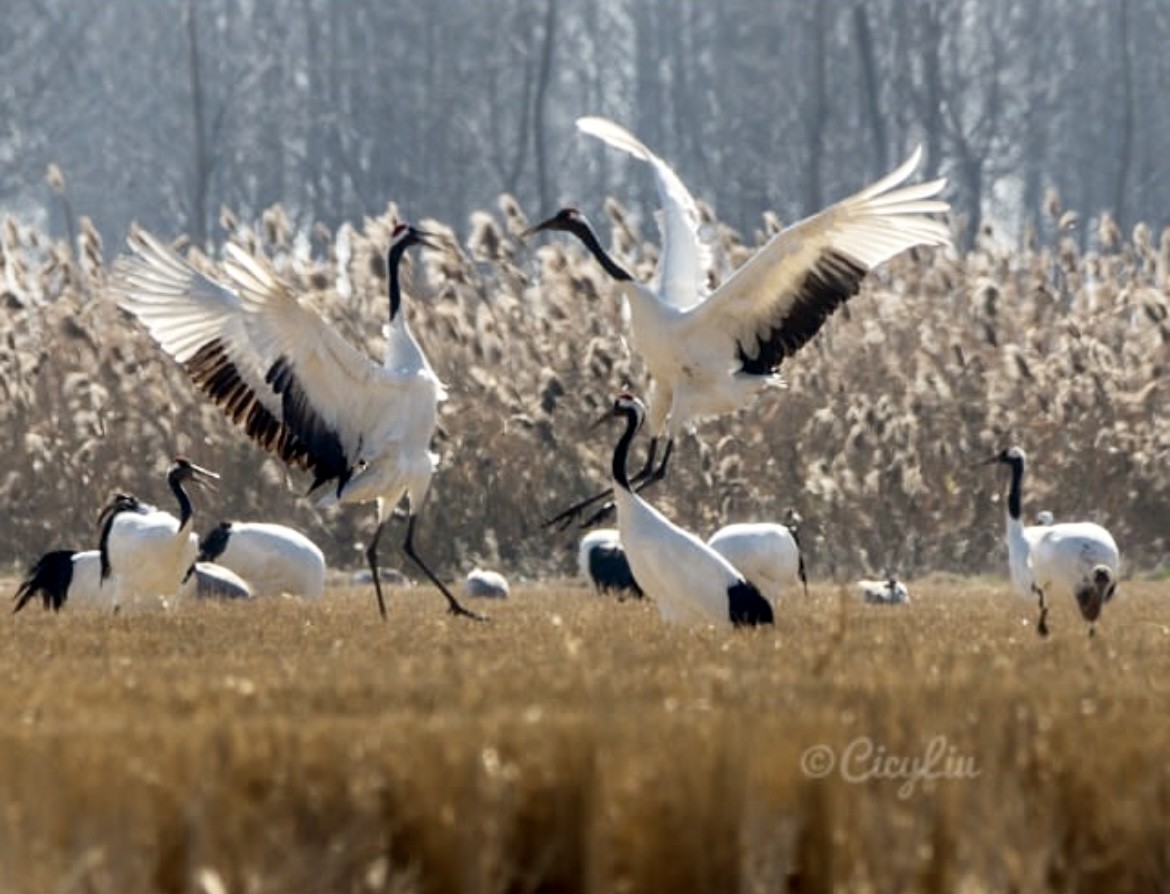 Red-crowned Crane - ML465075411