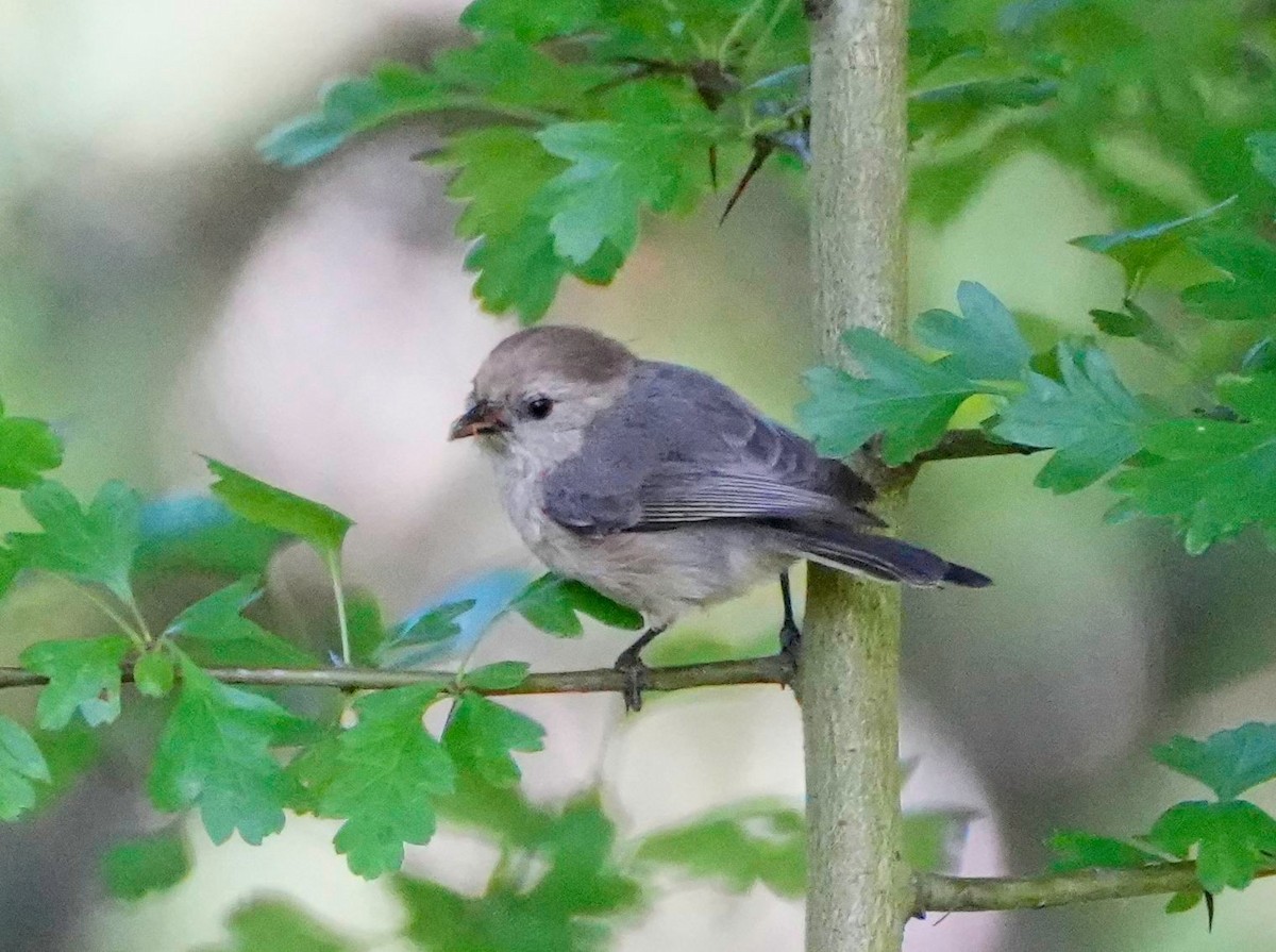 ML465075871 - Bushtit - Macaulay Library