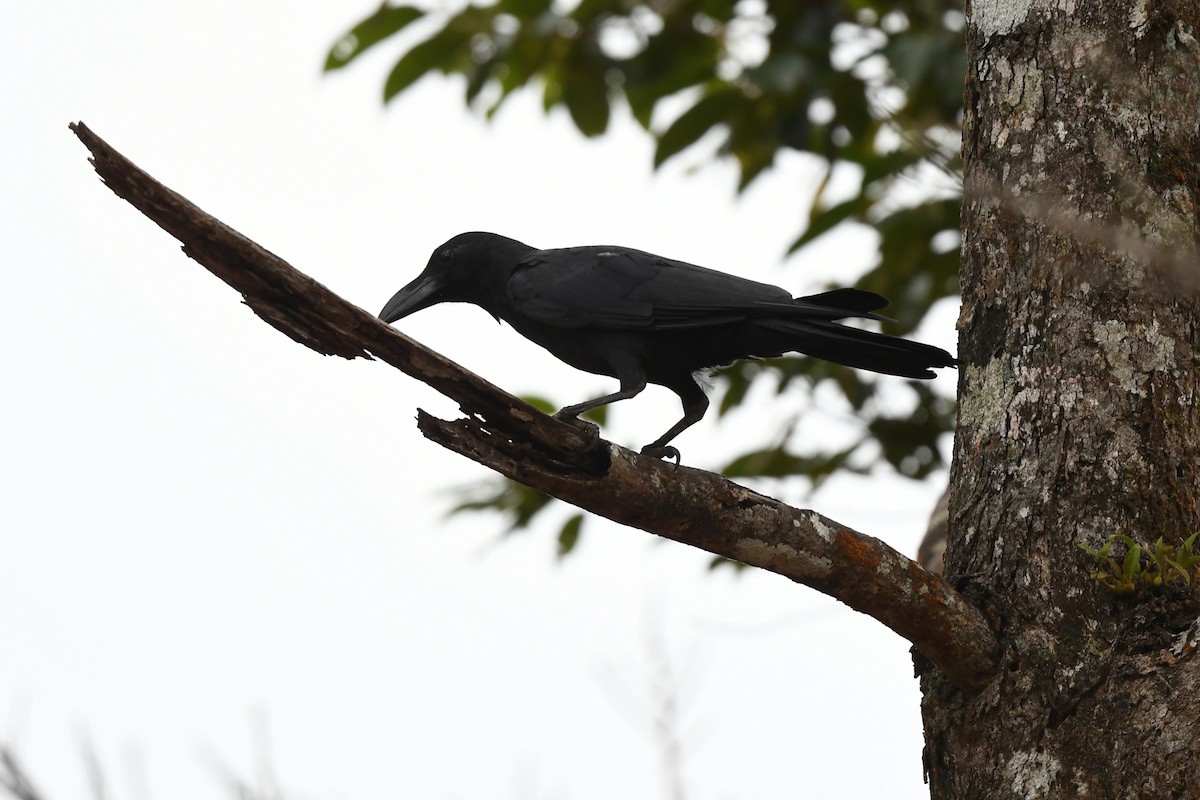 Large-billed Crow - Paul Shaffner