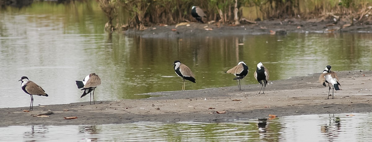 Spur-winged Lapwing - ML465081711