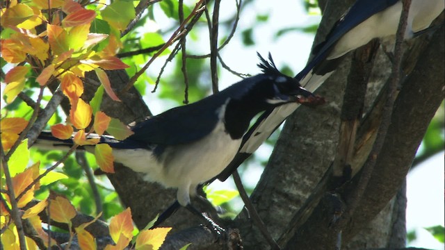 Black-throated Magpie-Jay - ML465085